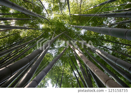 最北端的竹林 125158735