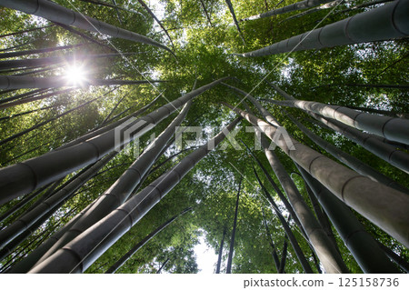 最北端的竹林 125158736