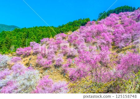 吉野：從火車車窗拍攝的高見村垂枝櫻花 125158748