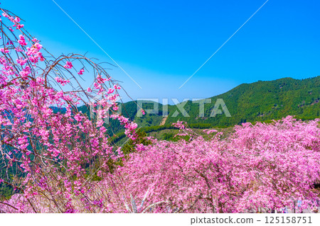 Weeping cherry blossoms in Takami Village, Yoshino 125158751