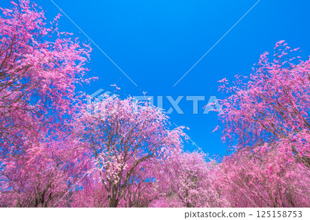 Weeping cherry blossoms in Takami Village, Yoshino 125158753