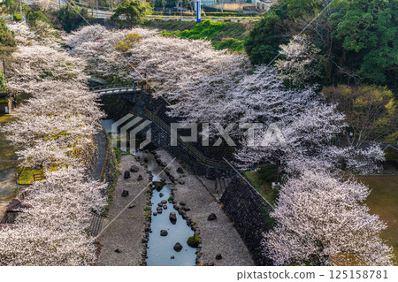 Cherry blossoms at Nishiyama Dam Downstream Park [Nagasaki City] 125158781