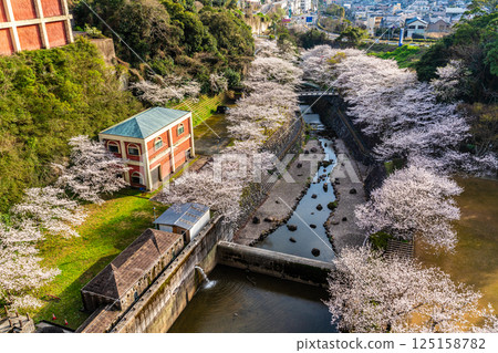 Cherry blossoms at Nishiyama Dam Downstream Park [Nagasaki City] 125158782