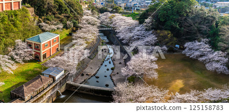 Panorama of cherry blossoms at Nishiyama Dam Downstream Park [Nagasaki City] 125158783