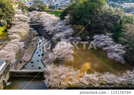 Cherry blossoms at Nishiyama Dam Downstream Park [Nagasaki City] 125158784