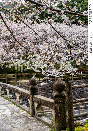 Cherry blossoms at Nishiyama Dam Downstream Park [Nagasaki City] 125158800
