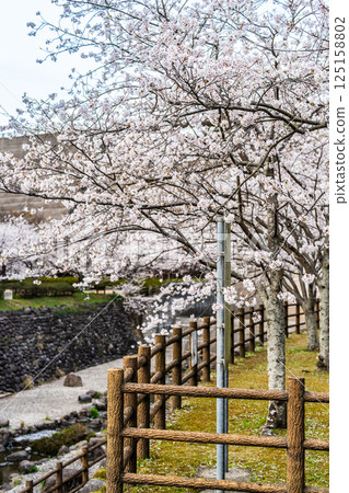Cherry blossoms at Nishiyama Dam Downstream Park [Nagasaki City] 125158802