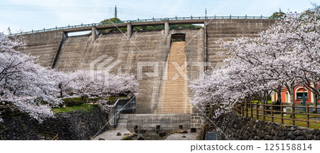 西山水壩下游公園櫻花全景[長崎市] 125158814