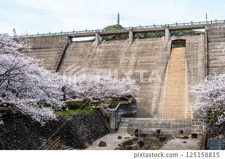 Cherry blossoms at Nishiyama Dam Downstream Park [Nagasaki City] 125158815