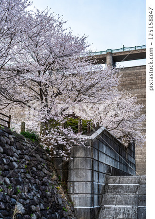 西山水壩下游公園的櫻花[長崎市] 125158847