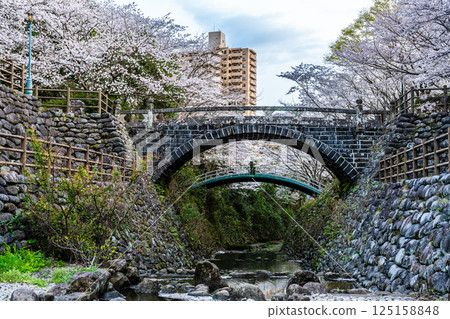 Cherry blossoms at Nishiyama Dam Downstream Park [Nagasaki City] 125158848