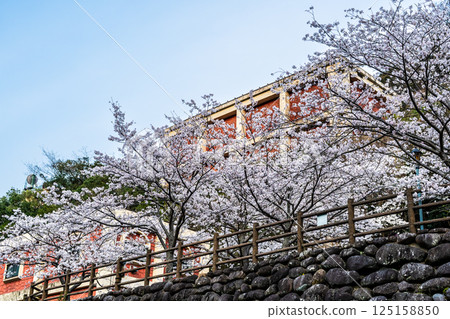Cherry blossoms at Nishiyama Dam Downstream Park [Nagasaki City] 125158850
