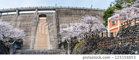Panorama of cherry blossoms at Nishiyama Dam Downstream Park [Nagasaki City] 125158853
