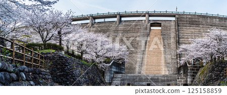 Panorama of cherry blossoms at Nishiyama Dam Downstream Park [Nagasaki City] 125158859