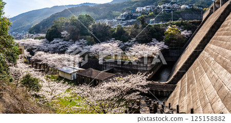 Panorama of cherry blossoms at Nishiyama Dam Downstream Park [Nagasaki City] 125158882