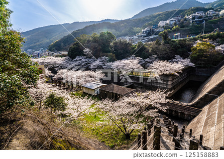 Cherry blossoms at Nishiyama Dam Downstream Park [Nagasaki City] 125158883