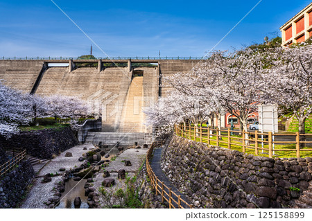 Cherry blossoms at Nishiyama Dam Downstream Park [Nagasaki City] 125158899