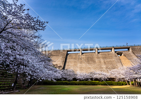 Cherry blossoms at Nishiyama Dam Downstream Park [Nagasaki City] 125158908