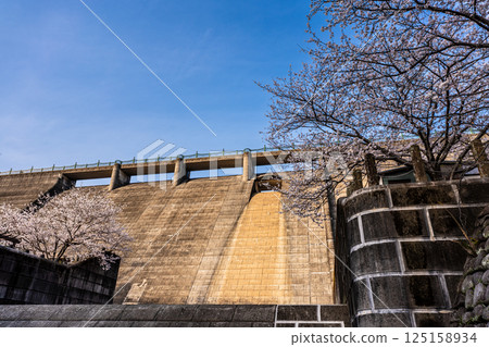 Cherry blossoms at Nishiyama Dam Downstream Park [Nagasaki City] 125158934