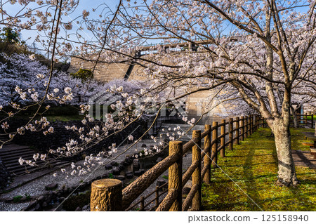Cherry blossoms at Nishiyama Dam Downstream Park [Nagasaki City] 125158940