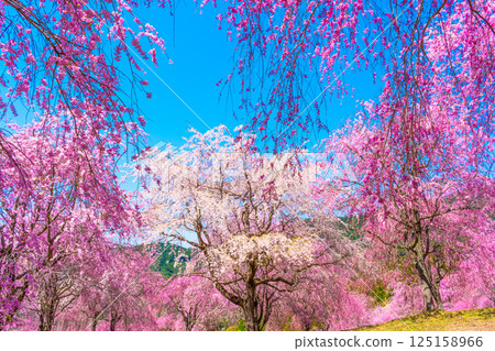 吉野縣高見村的垂枝櫻花 125158966