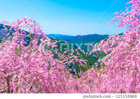 Weeping cherry blossoms in Takami Village, Yoshino 125158969