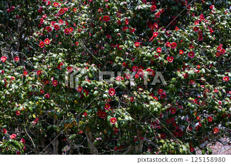 盛開的山茶花叢 盛開的山茶花叢 125158980