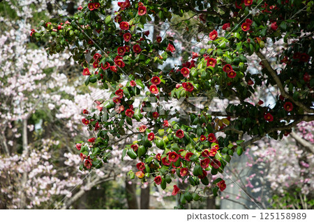 盛開的山茶花叢 盛開的山茶花叢 125158989