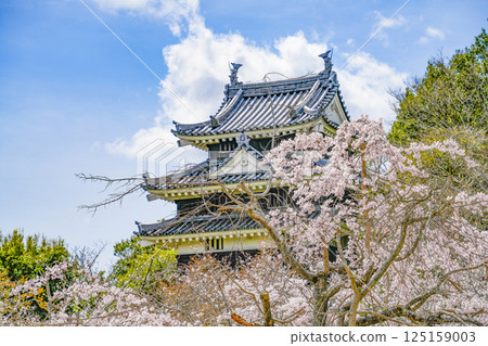 西尾市歷史公園(3月下旬) 本丸牛虎櫓 西尾市歷史公園(3月下旬) 本丸牛虎櫓 125159003