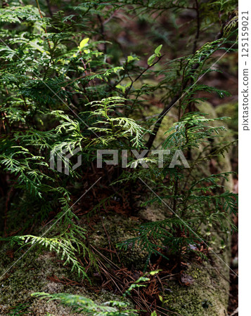 倒下的樹木和正在再生的幼柏樹 倒下的樹木和正在再生的幼柏樹 125159021