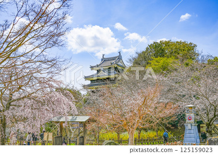 Nishio City Historical Park (end of March) Honmaru Ushitora Yagura Nishio City Historical Park (end of March) Honmaru Ushitora Yagura 125159023