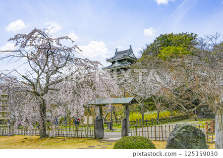 Nishio City Historical Park (end of March) Honmaru Ushitora Yagura Nishio City Historical Park (end of March) Honmaru Ushitora Yagura 125159030