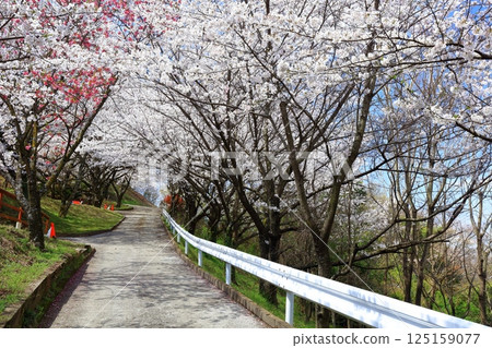 [香川縣] 春天的櫻花（旭山森林公園） 125159077