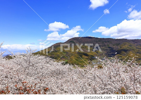 [香川縣] 春天的櫻花（旭山森林公園） 125159078