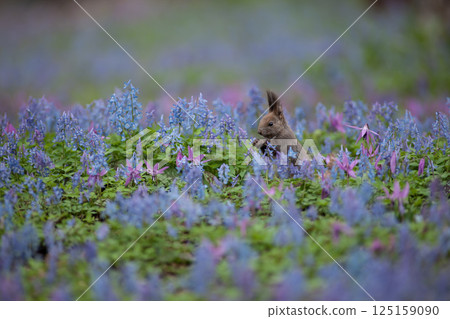 Cute Hokkaido squirrel in a flower field 125159090