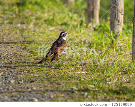 Thrush walking on the ground 125159099