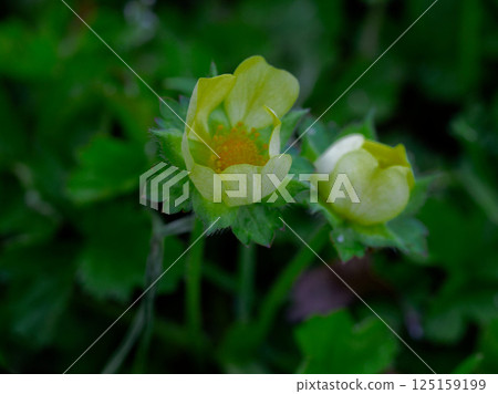 Yellow flowers of the rose family, honeysuckle 125159199
