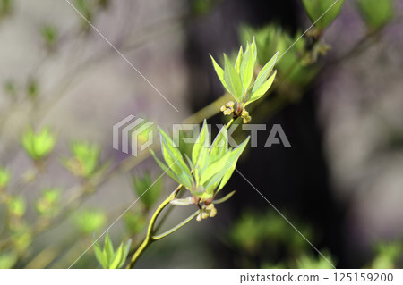 樟科植物、日本山胡椒的新葉 125159200