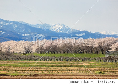 Cherry blossoms of Madonari 125159249