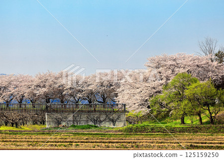 Cherry blossoms of Madonari Cherry blossoms of Madonari 125159250