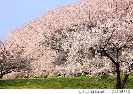 Cherry blossoms of Madonari Cherry blossoms of Madonari 125159270