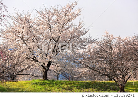 Cherry blossoms of Madonari 125159271