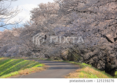 Cherry blossoms of Madonari Cherry blossoms of Madonari 125159276