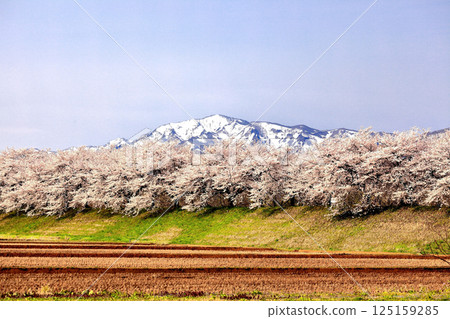 Cherry blossoms of Madonari 125159285