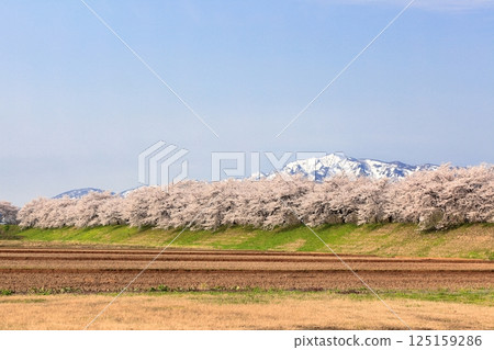 Cherry blossoms of Madonari 125159286
