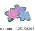 八仙花屬花例證 125159294