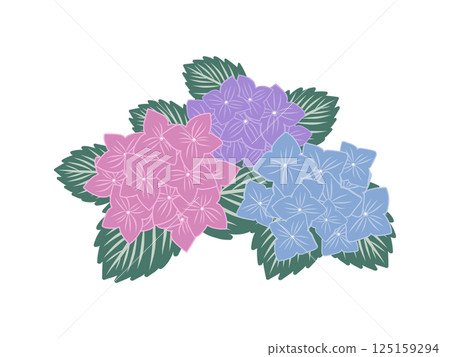 Hydrangea flower illustration 125159294