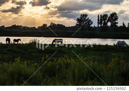 Waterside thoroughbred 125159302