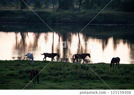 水邊純種 125159309