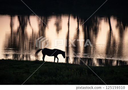 水邊純種 水邊純種 125159310